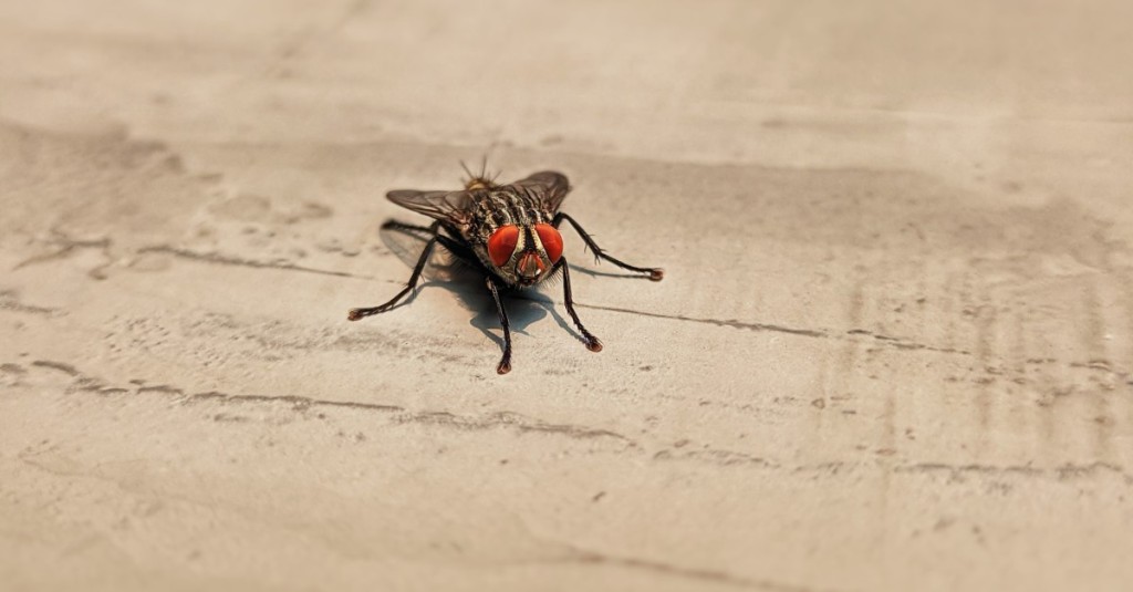 The close up of a housefly sitting on a tiled surface