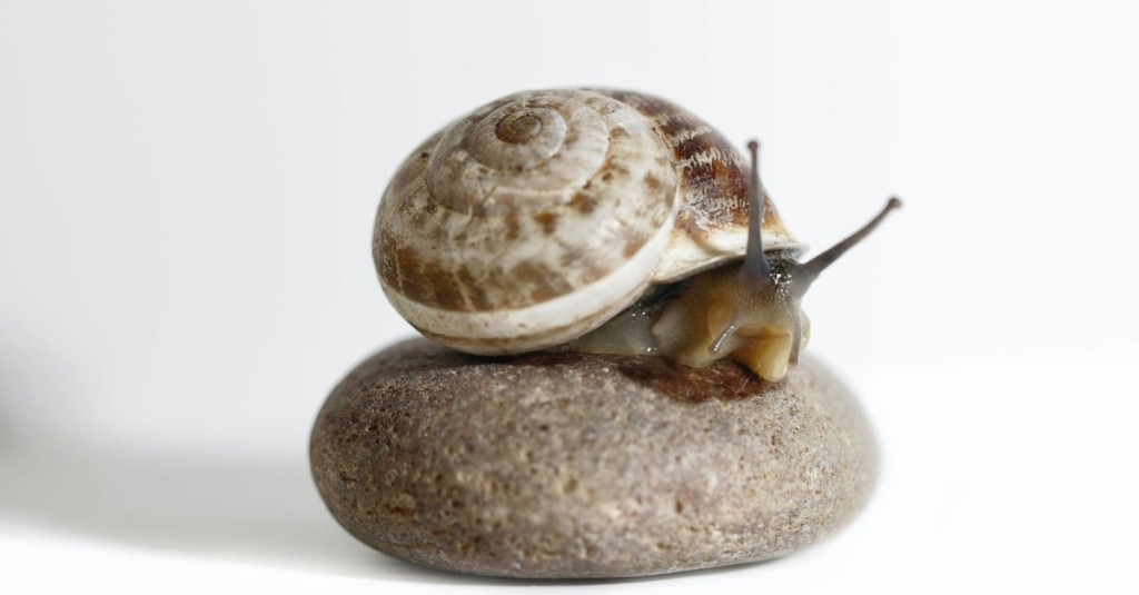 A slug sitting on a small rock