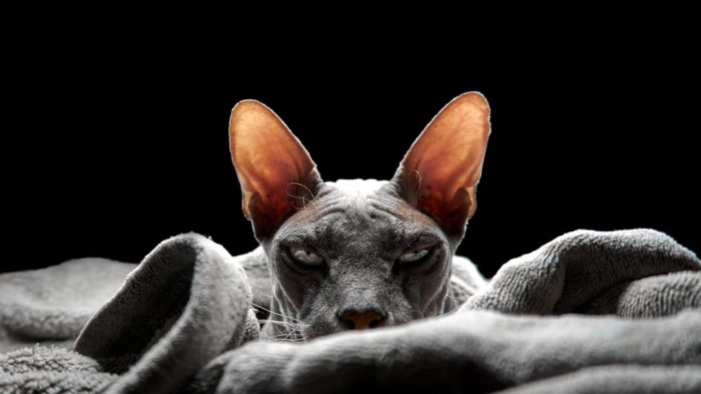 An evil looking gray cat staring ahead from behind a gray blanket