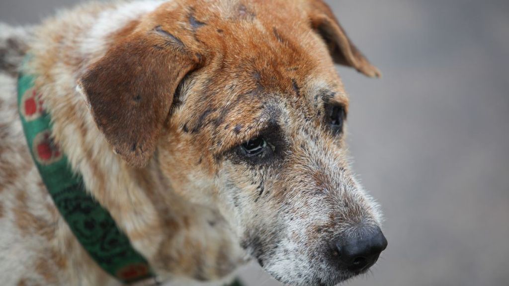 The close up of an old and sick dog's face also wearing a collar