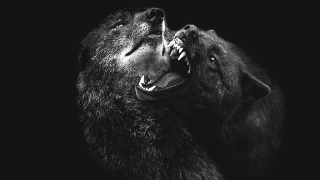 The black and white close up of two wolves in which one is calm and the other is baring its teeth in rage